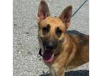 Adopt Diego a German Shepherd Dog