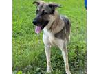 Adopt Zeke a German Shepherd Dog