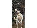 Adopt BRIAN a Terrier, Border Collie