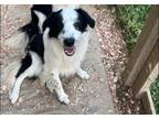 Adopt Brady a Border Collie