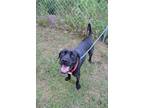 Adopt Dexter a Labrador Retriever