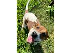 Adopt Perry a Beagle