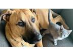 Adopt Kiba a German Shepherd Dog, Boxer