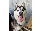 Adopt Tony a Siberian Husky
