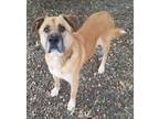 Adopt Rocky a Yellow Labrador Retriever, German Shepherd Dog