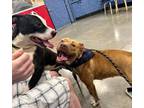 Adopt Carlos a Pit Bull Terrier