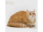 Adopt LT a Domestic Short Hair