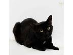 Adopt Blackie a Domestic Short Hair