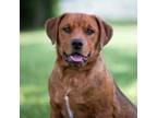 Adopt Willy a Golden Retriever, Pit Bull Terrier
