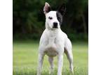 Adopt Gunner a Pit Bull Terrier