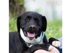 Adopt Jack a Terrier, Labrador Retriever
