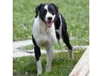 Adopt Homer a Terrier, Labrador Retriever