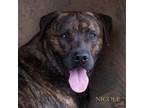 Adopt Tigger a Pit Bull Terrier