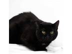 Adopt Farlo a Domestic Short Hair