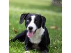 Adopt Azure a Terrier, Labrador Retriever