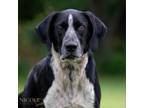 Adopt Max a Hound