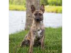 Adopt Max a Dutch Shepherd, Shepherd