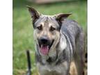 Adopt Bear a German Shepherd Dog