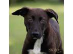 Adopt Chewy a German Shepherd Dog, Australian Cattle Dog / Blue Heeler