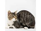 Adopt McKinley a Domestic Short Hair