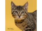 Adopt Lucky a Domestic Short Hair