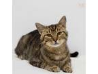 Adopt Curtis a Domestic Short Hair