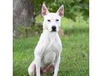 Adopt Ghost a Pit Bull Terrier