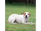Adopt Yogi a Pit Bull Terrier