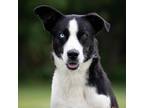 Adopt Gus a Border Collie, Black Labrador Retriever