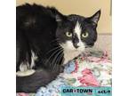 Adopt Pepper a Domestic Short Hair