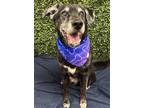 Adopt Tyson a Labrador Retriever
