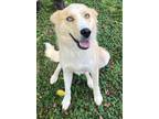 Adopt Appt. Pending - Garfunkel a Siberian Husky