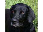 Adopt William " Willie" a Hound, Black Labrador Retriever