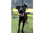 Adopt Langlinais a Labrador Retriever