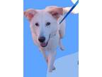 Adopt Casper a German Shepherd Dog