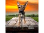 Adopt Draco a Dutch Shepherd, Mixed Breed