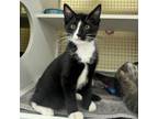Adopt Banks a Domestic Short Hair