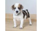 Adopt Jasper D16833 a Australian Cattle Dog / Blue Heeler