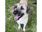 Adopt Ferb a Anatolian Shepherd
