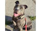 Adopt Beckett a Pit Bull Terrier, American Staffordshire Terrier