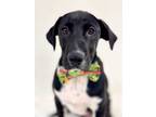 Adopt Chowder a Black Mouth Cur, Mixed Breed