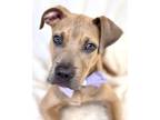 Adopt Chester a Black Mouth Cur, Labrador Retriever