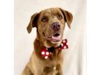 Adopt Cam a Labrador Retriever, Mixed Breed
