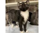 Adopt Country Bob's a Domestic Short Hair