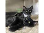 Adopt A-1 a Domestic Short Hair