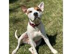 Adopt Petey Pie a American Staffordshire Terrier