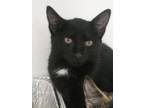 Adopt Lonnie a Domestic Short Hair
