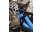 Adopt Kippy a Domestic Short Hair