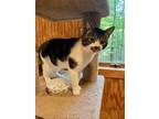 Adopt Junior a Domestic Short Hair