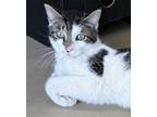Adopt Sebastian a Domestic Short Hair